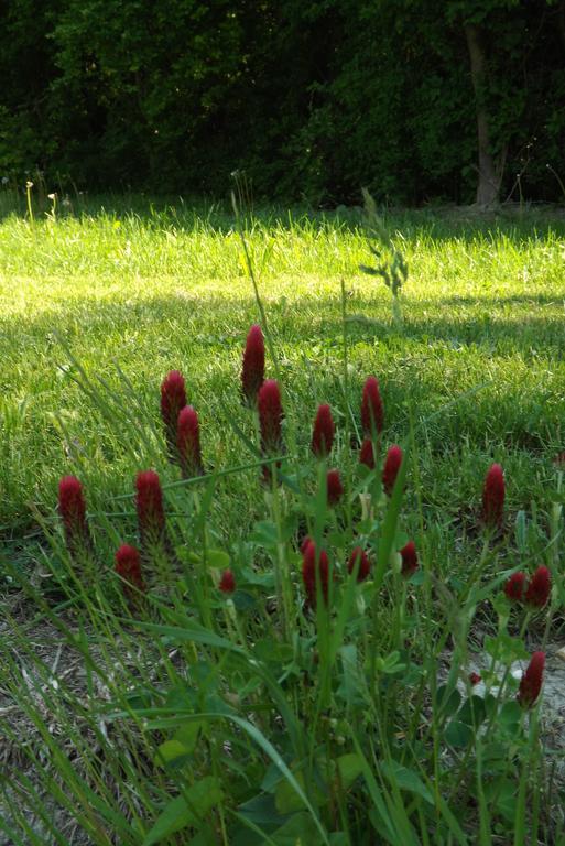 Nagybajcsi Körtefa Vendégház Esterno foto